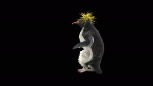 66 Pinguin tanzen 4K