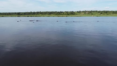 Groupe d'hippopotames sauvages nage dans la rivière, belle faune de Namibie