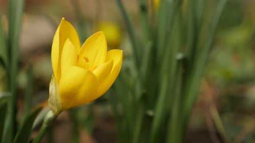 Details of seasonal Sternbergia lutea daffodil 4K 2160p 30fps UltraHD footage - Sunlight over yellow