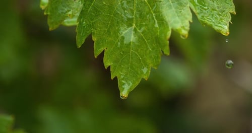 Green Leaves with Water Droplets Falling