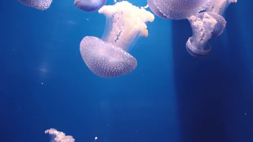 Colorful Jellyfish on Deep Neon Background in Ocean Museum. Wildlife Underwater Creature. Meditative