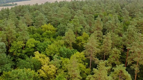 Forêt verdoyante. Survolez les arbres de la forêt. Fond de nature incroyable en été.