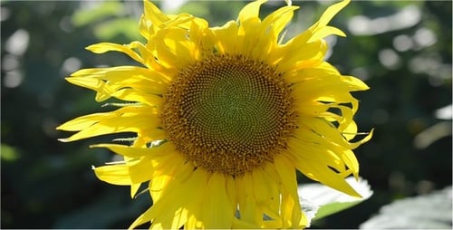 Sunflower 10