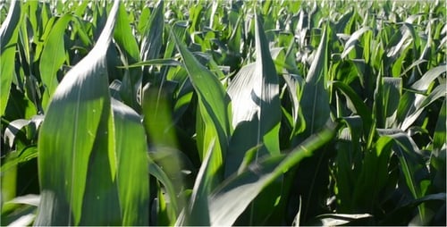 Corn 4