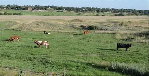 Cows Grazing Peacefully in a Rural Field