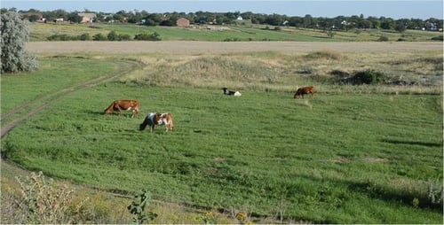 Cows 2