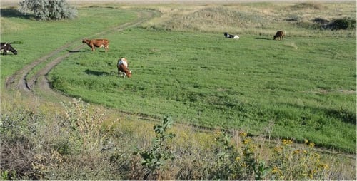 Cows 3