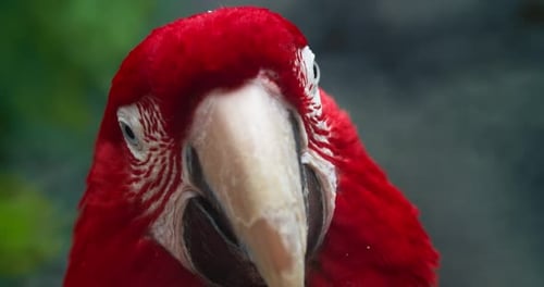 Wunderschöner Ara, Papagei, Vogelauge, Nahaufnahme, Tropische Natur, Farbe