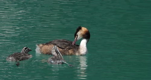 Great crested grebe with juveniles, (Podiceps cristatus), lake of Annecy, France