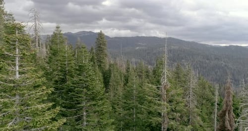 Atemberaubende Ausblicke auf den malerischen Wald, der sich in das Herz des Parks schlängelt