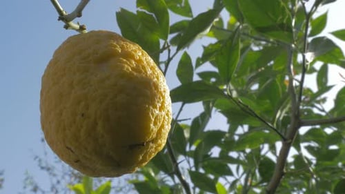 Bright Yellow Lemon Hanging on Tree Branch