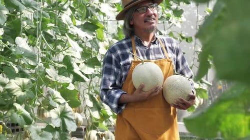 Gärtner erntet Melonen in einer Gewächshausfarm
