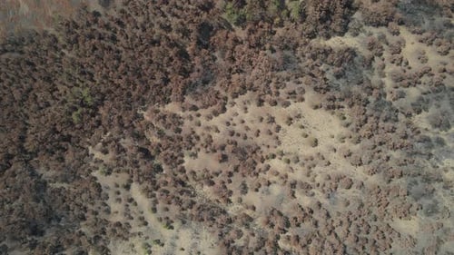 Arbres flétris bruns
