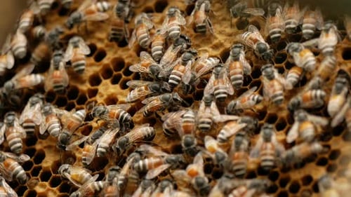 Bee