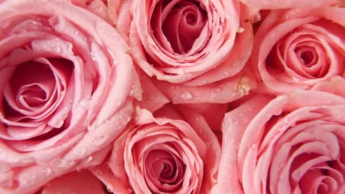 Belle photo macro de la rose pivotante sur fond blanc