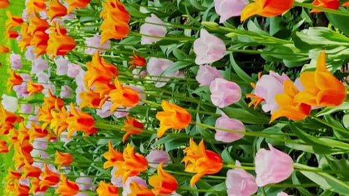 Close Up Footage of Multicolored Tulips in Sunny Weather Purple Color Backlight