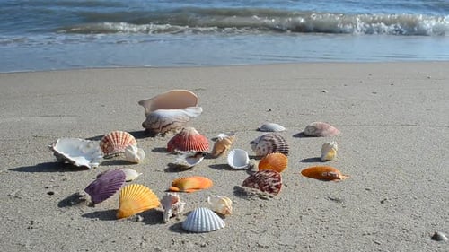 Cockleshells 18