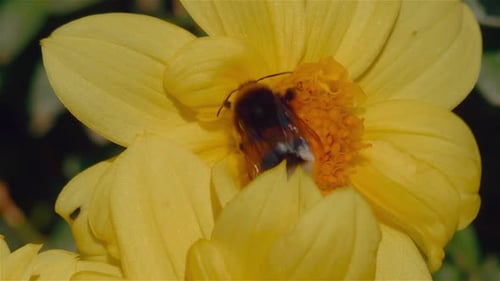 Bumble Bee Collecting Pollen from Bright Yellow Flower