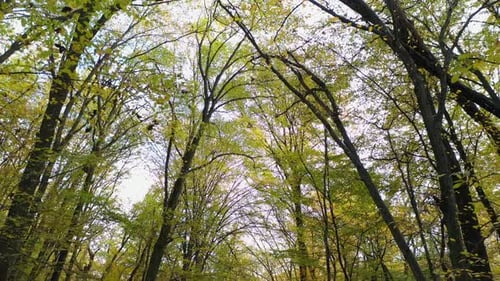 Walking Between the Trees