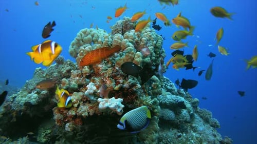 Tropical Coral Reef Clown-Fish