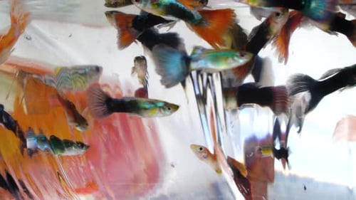 Bunter Fisch zum Verkauf auf dem vietnamesischen Markt