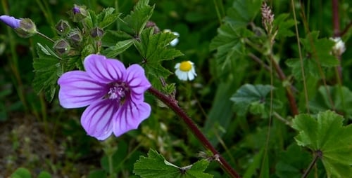 Mallow (Malva Silvestris)