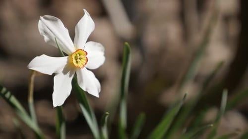 Primer plano de la hermosa flor del jardín de Narcissus poeticus a cámara lenta, imágenes HD de 1920X1080 - Cámara lenta