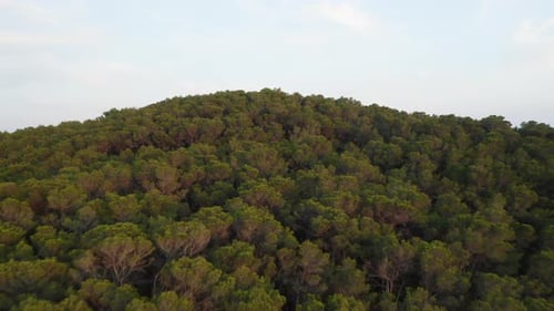 Tall Forest Over the Mountains