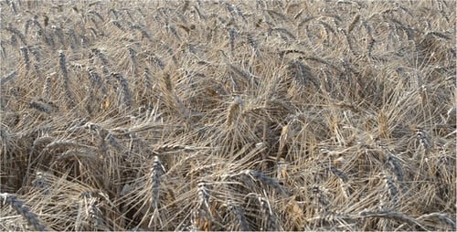 Wheat Field Blowing Gently in the Breeze