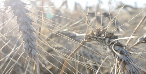 Wheat Field on Sunny Day Blowing in Wind