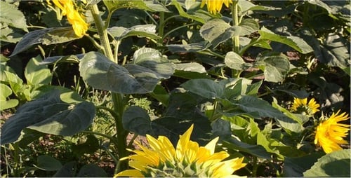 Sunflower Field on a Sunny Day