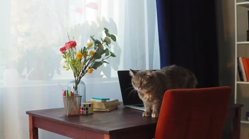 Fluffy Cat Walking on Desk in Home Office
