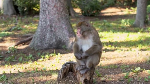 Monkey Sitting on a Tree Stump in Woods