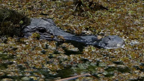 Alligator Submerged in Murky Water Camouflaged by Vegetation