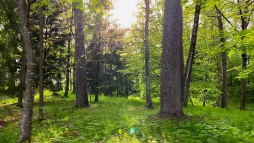 Spring green forest, blue flowers