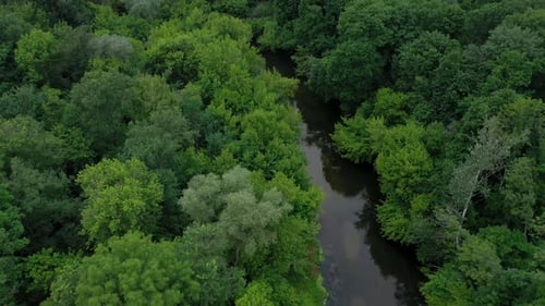 Aerial View of the Beautiful Landscape the River Flows Among the Green Deciduous Forest