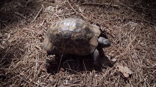 Lustige Landschildkröte kriecht auf der Suche nach Nahrung