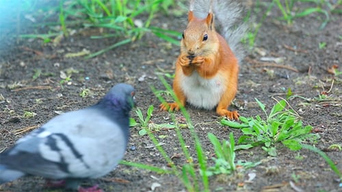 Squirrel and Pigeon