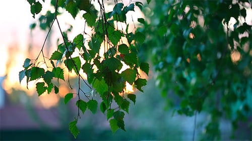 Green Leaves Blowing Gently in Golden Sunlight