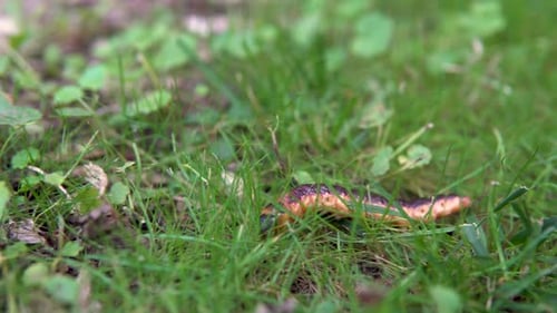A Large Caterpillar Crawls on the Grass