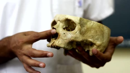 Forensic Anthropologist Analyzing Human Skull Fragment - Close Up