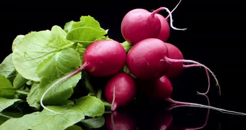 fresh radish. High quality