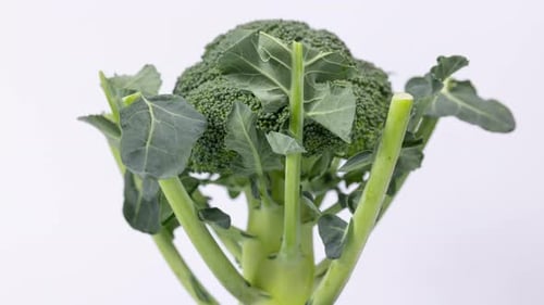 Fresh Green Broccoli Rotating on White Background