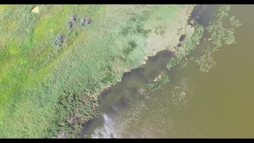 Flying Over the River Bank with Reeds and Tall Grass