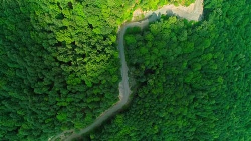 Forêt de Drone aériens (2K)