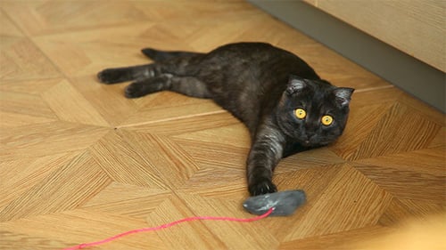 Cat Playing with Toy Mouse on Wooden Floor