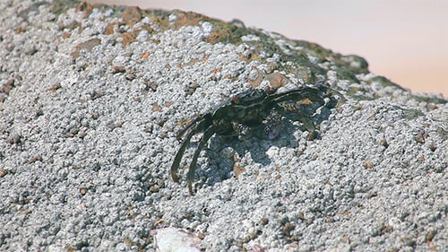 Crabs