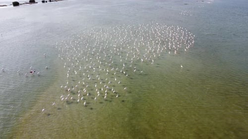 Aerial View of Flock of Flamingos in Nature
