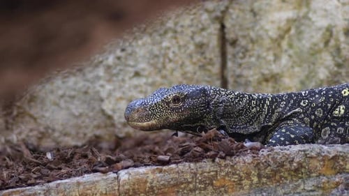 Varanus Salvadorii Echse auf der Suche
