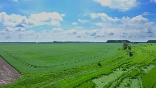Flying Over A Wheat Field